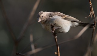  - Yellow-throated Serin
