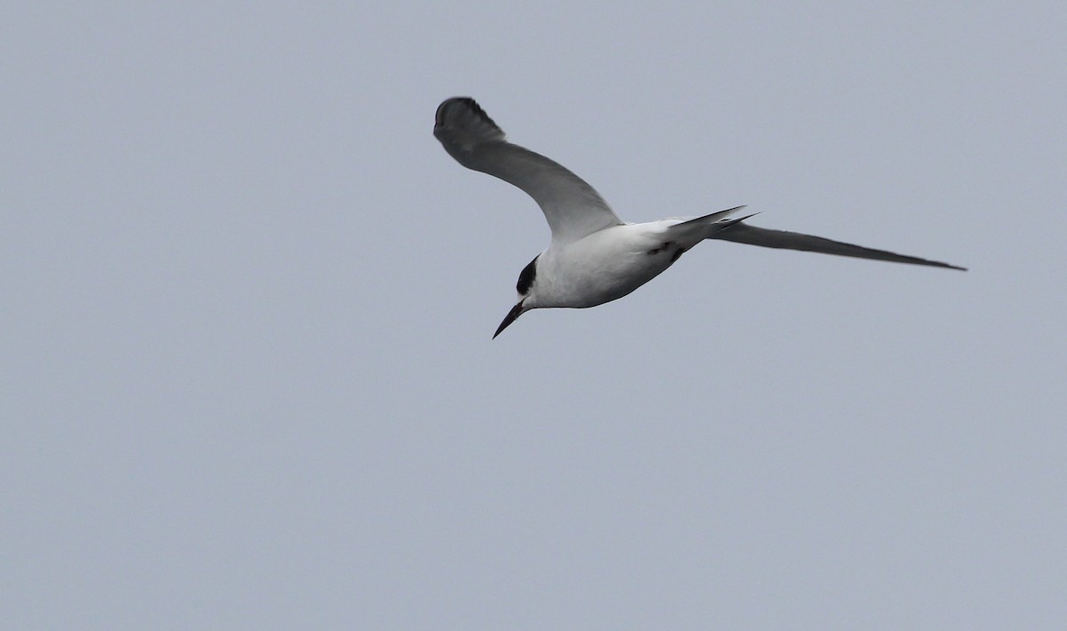 South American Tern - ML33578761