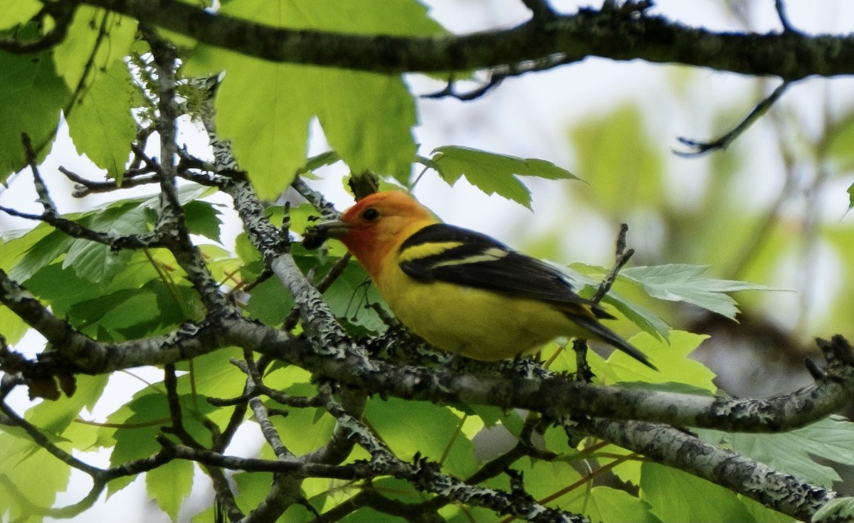 Western Tanager - SJ R