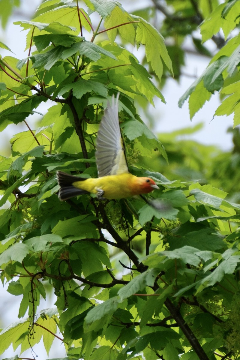 Western Tanager - SJ R