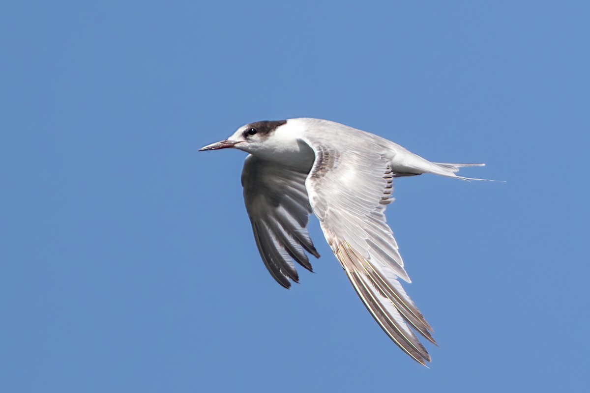 Common Tern - ML335791481