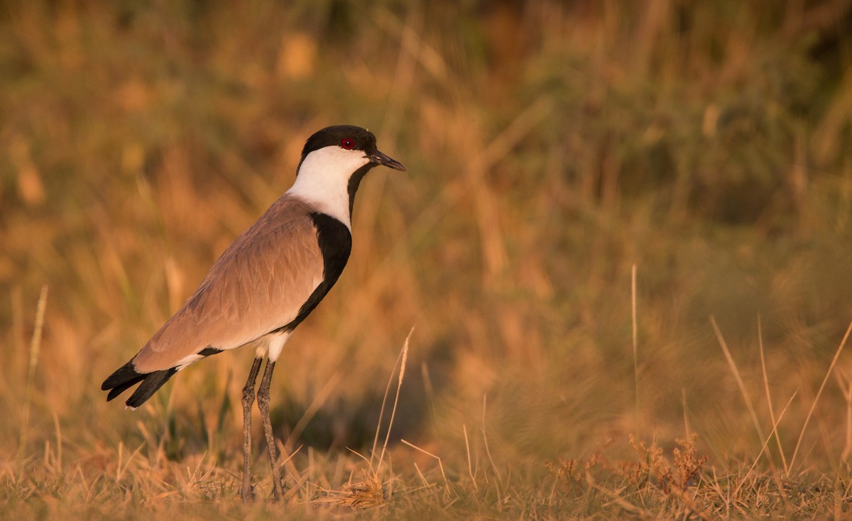 Spur-winged Lapwing - ML33579471