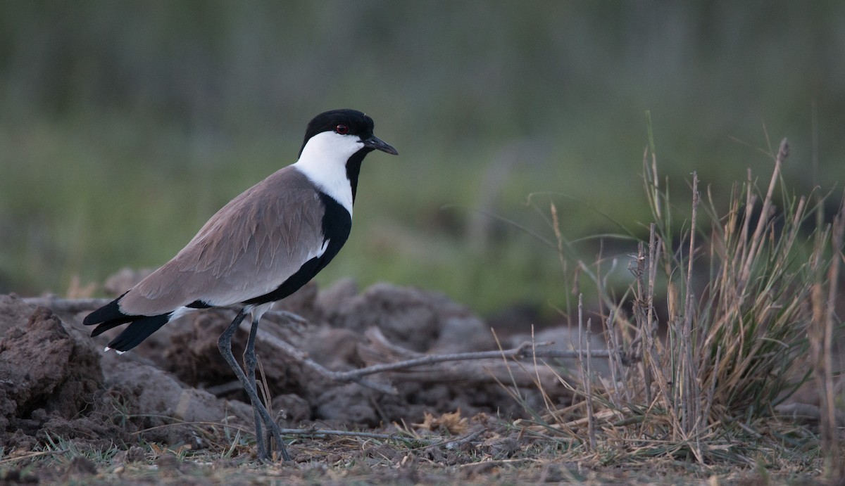 Spur-winged Lapwing - ML33579481