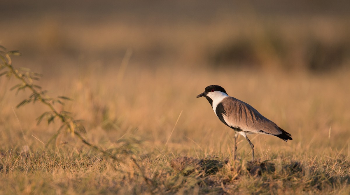 Spur-winged Lapwing - ML33579501