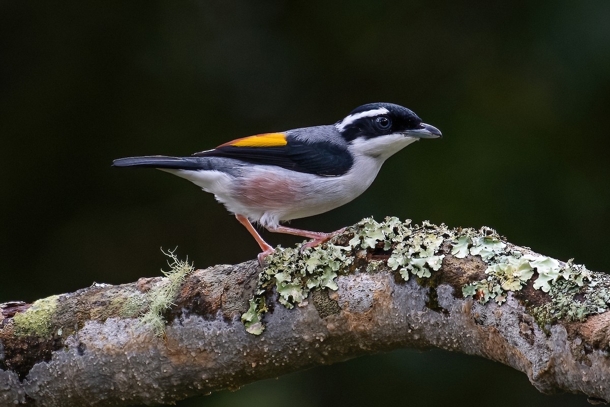 White-browed Shrike-Babbler (Dalat) - Ngoc Sam Thuong Dang