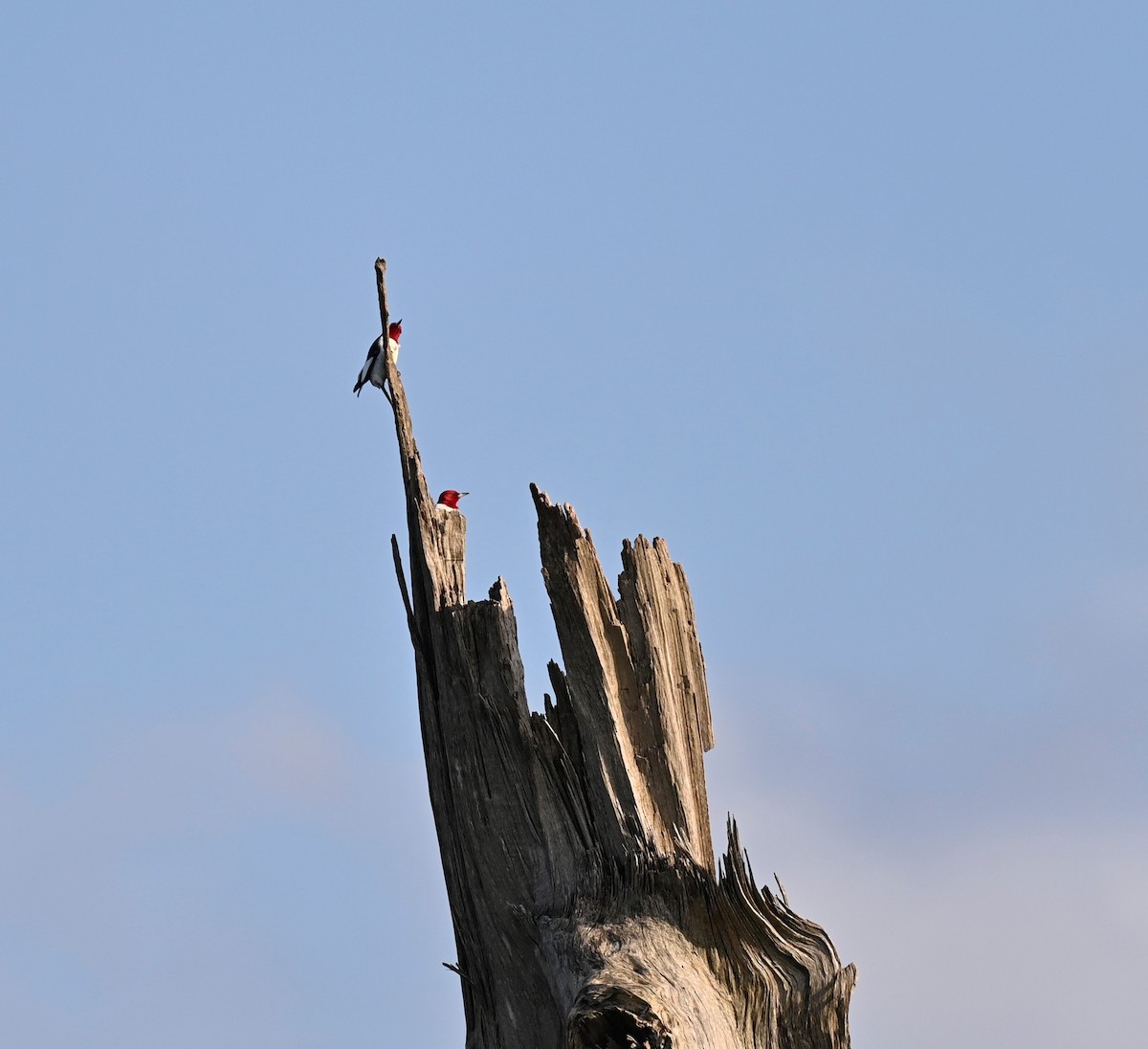 Red-headed Woodpecker - Sandeep Thomas