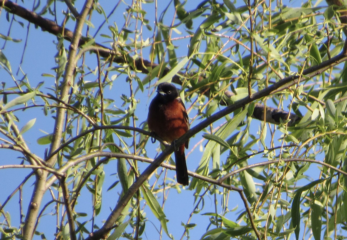 Orchard Oriole - ML335797831
