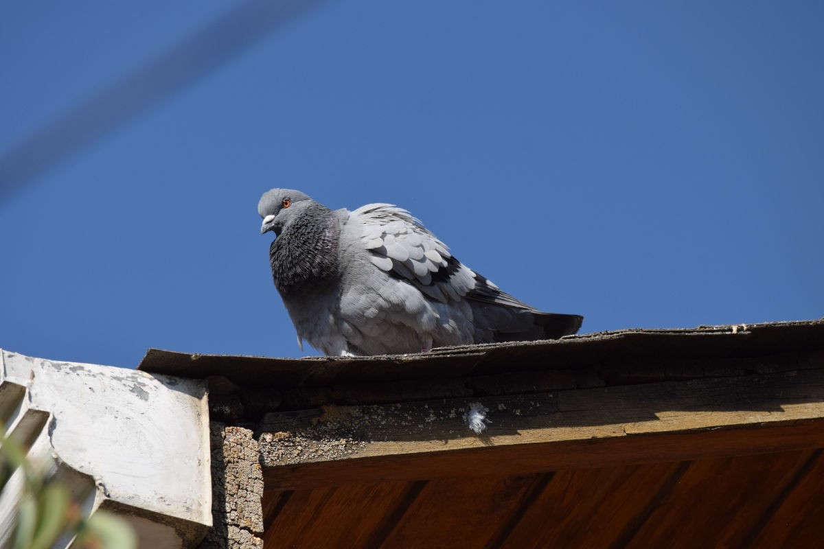 Rock Pigeon (Feral Pigeon) - ML335799041