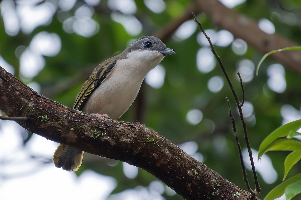 White-browed Shrike-Babbler (Dalat) - ML335803541