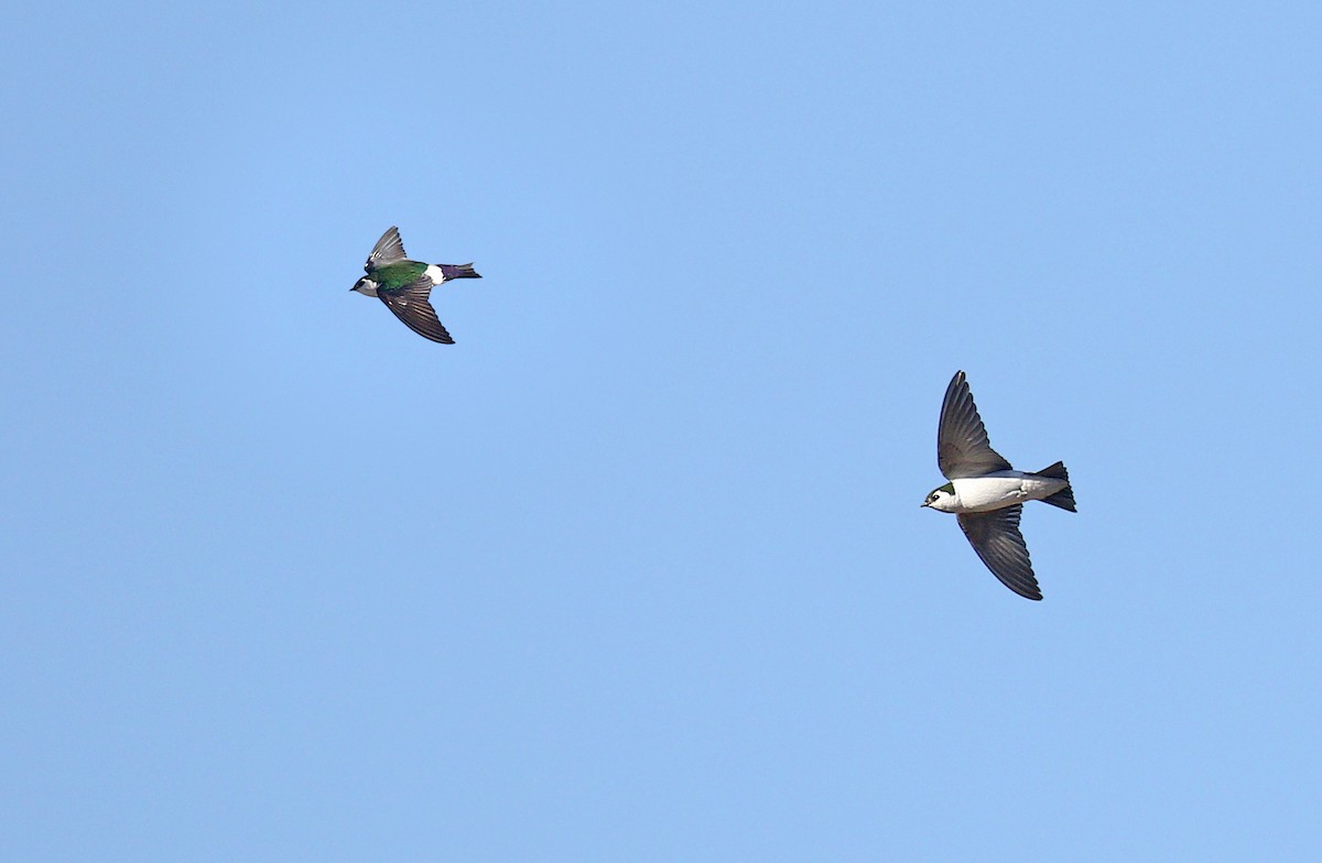 Violet-green Swallow - Ryan Schain