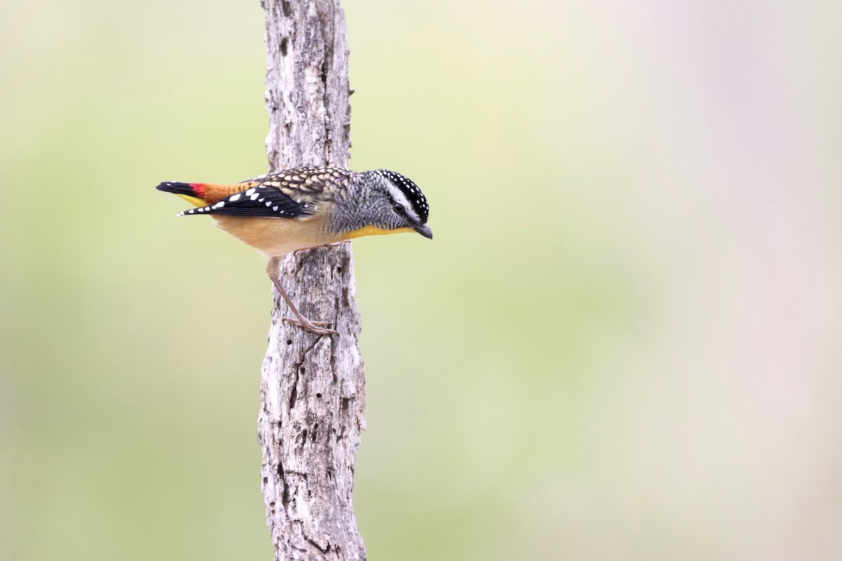 Spotted Pardalote - ML335806691