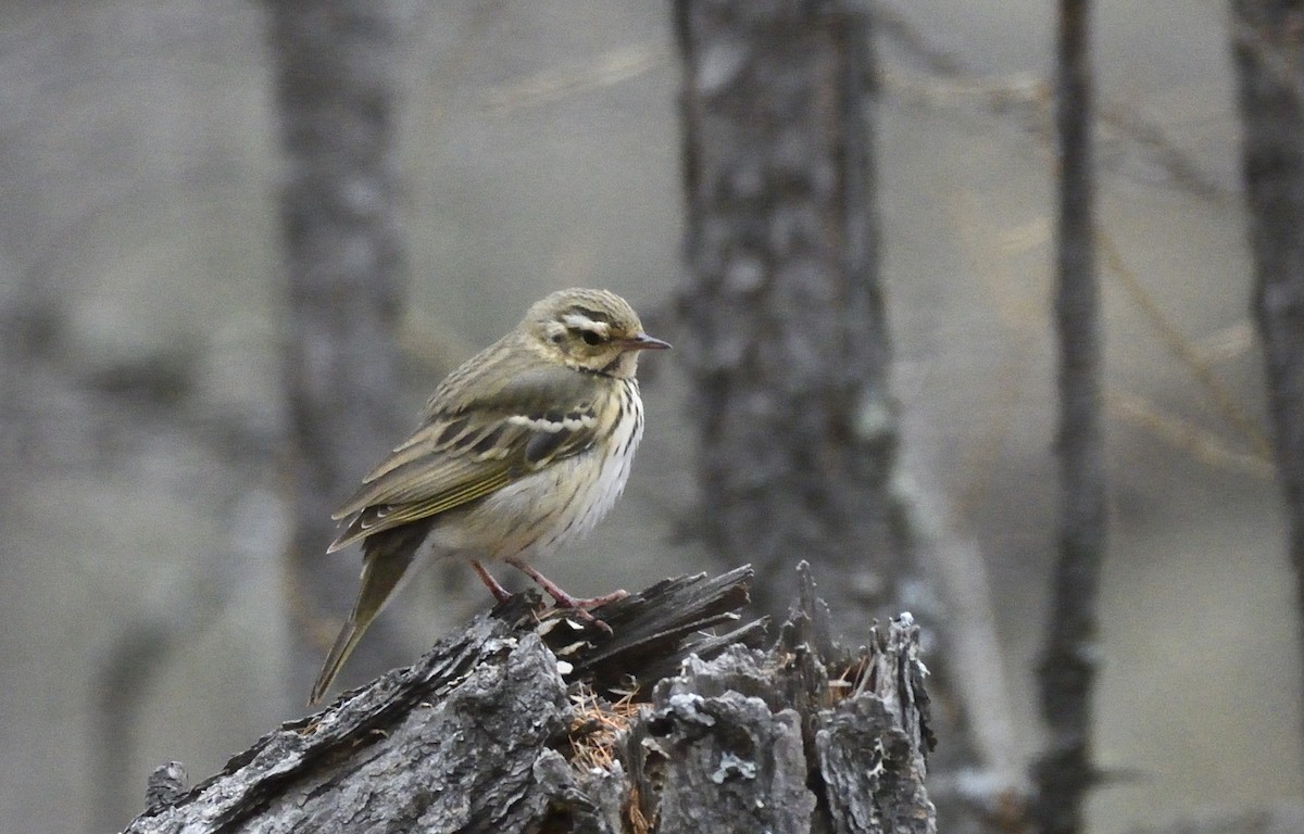 Olive-backed Pipit - ML335807321