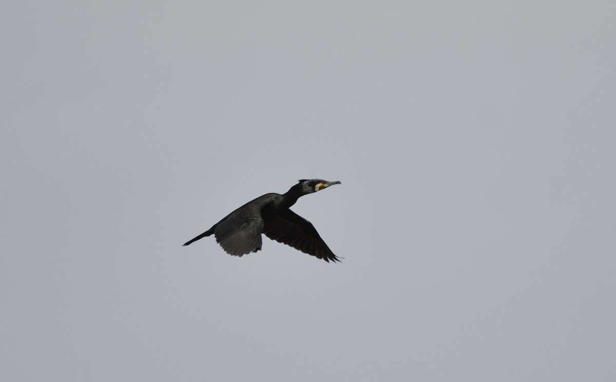 Great Cormorant - Batmunkh Davaasuren