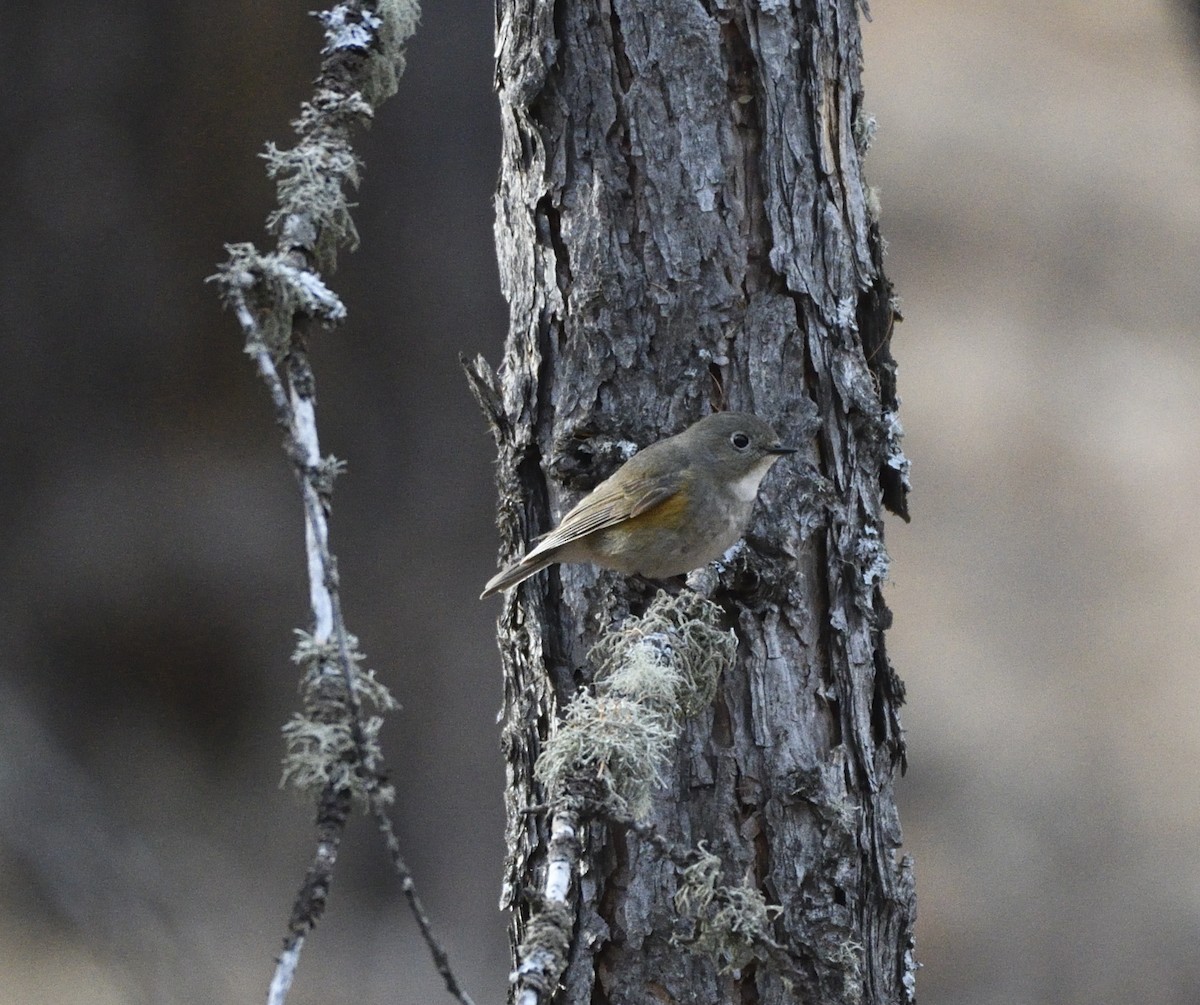Red-flanked Bluetail - ML335807991