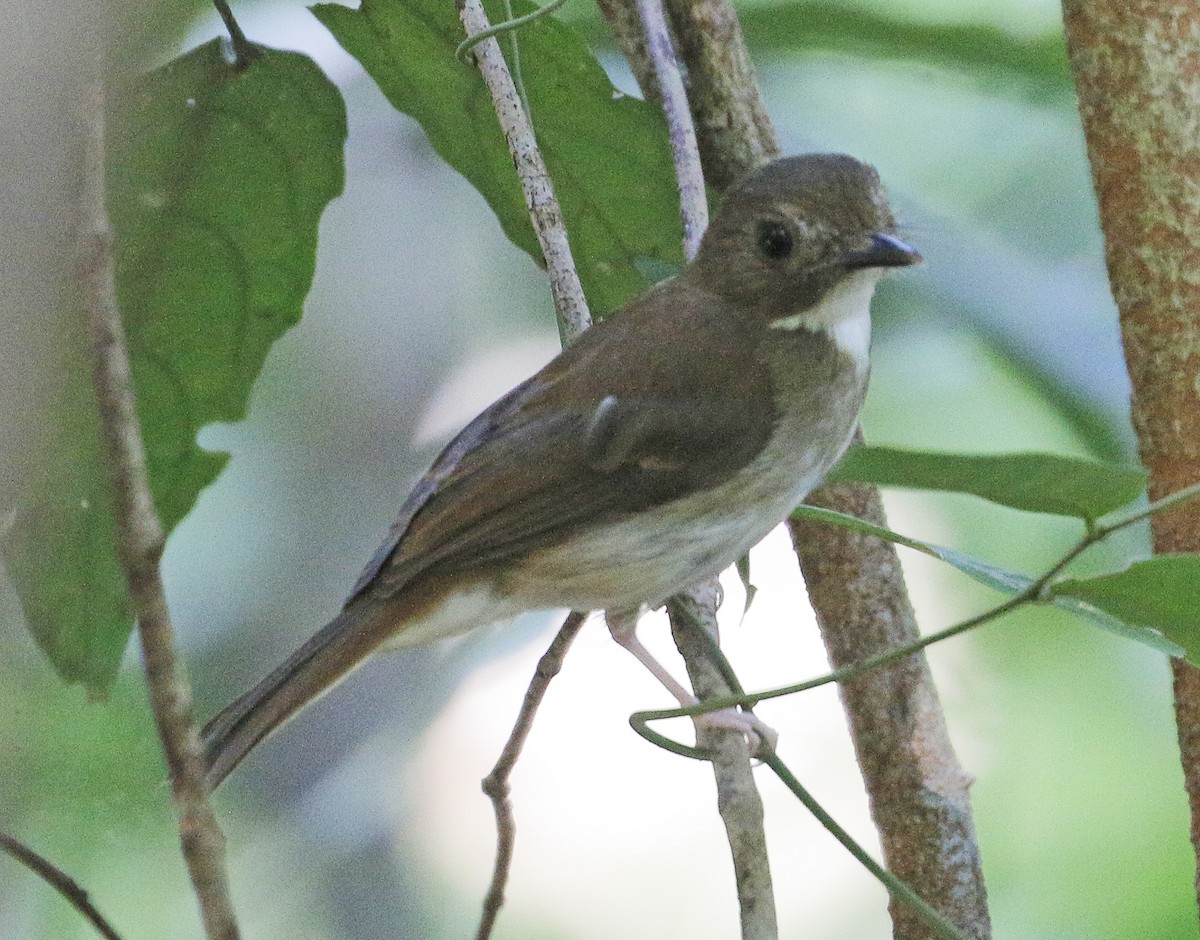Gray-chested Jungle Flycatcher - ML335808121