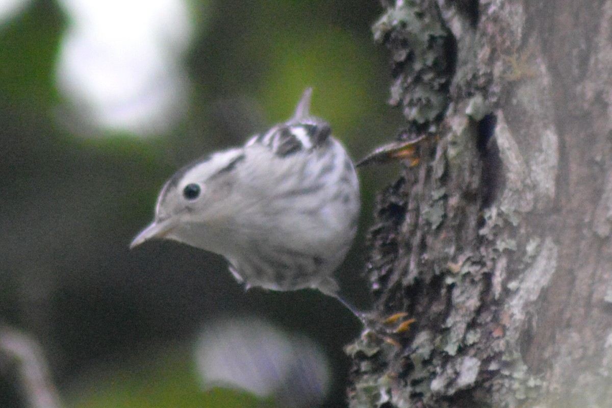 Black-and-white Warbler - ML33580881