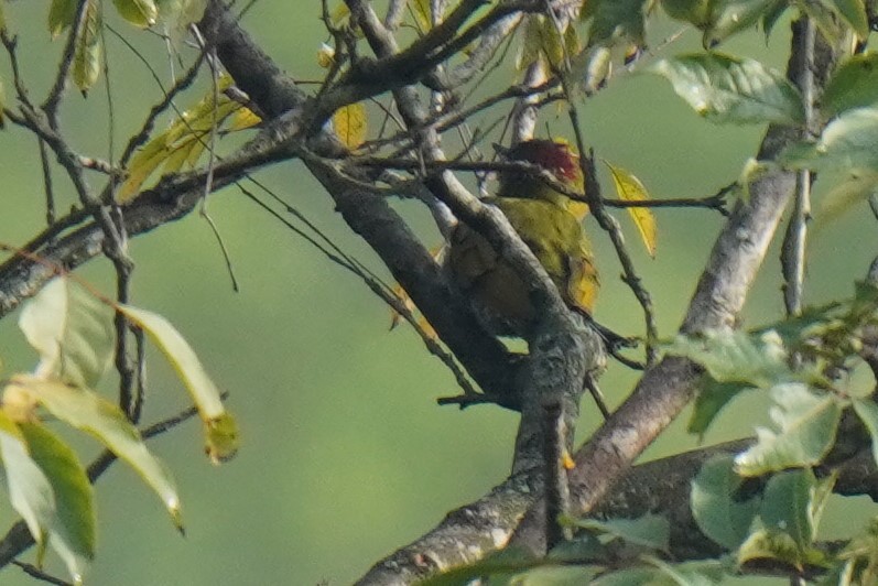 Lesser Yellownape - Sundar Muruganandhan