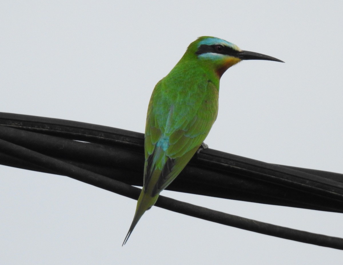 Blue-cheeked Bee-eater - ML335820771