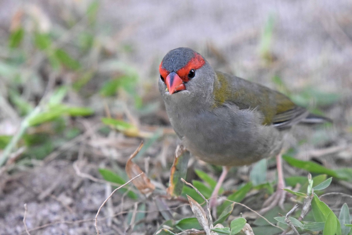Red-browed Firetail - ML335821131