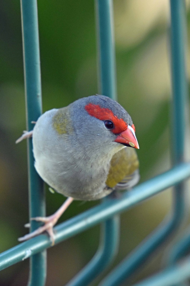 Red-browed Firetail - ML335821141