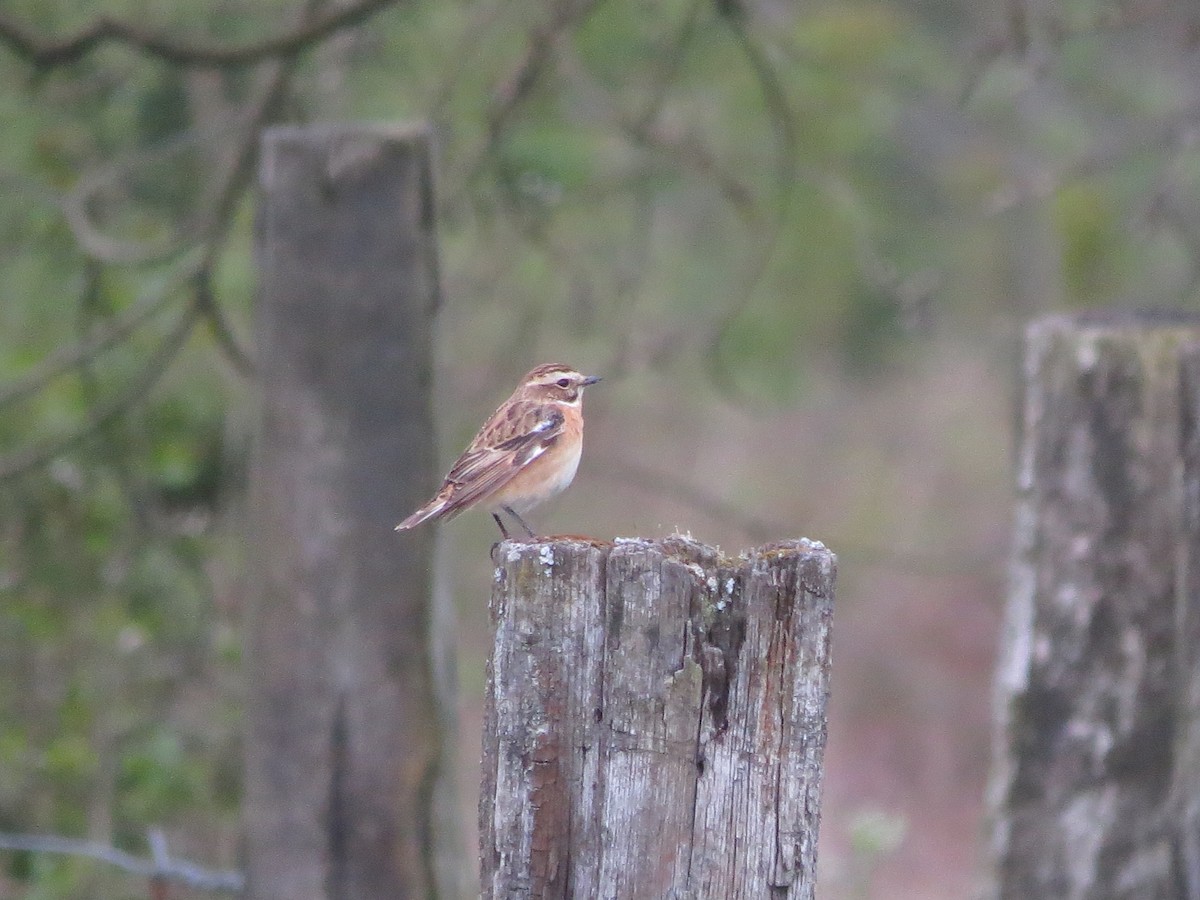 Whinchat - ML335825681