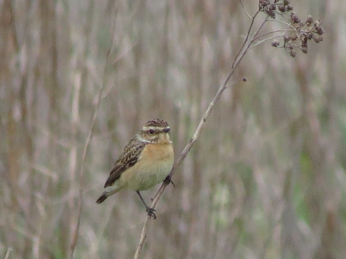 Whinchat - ML335825751