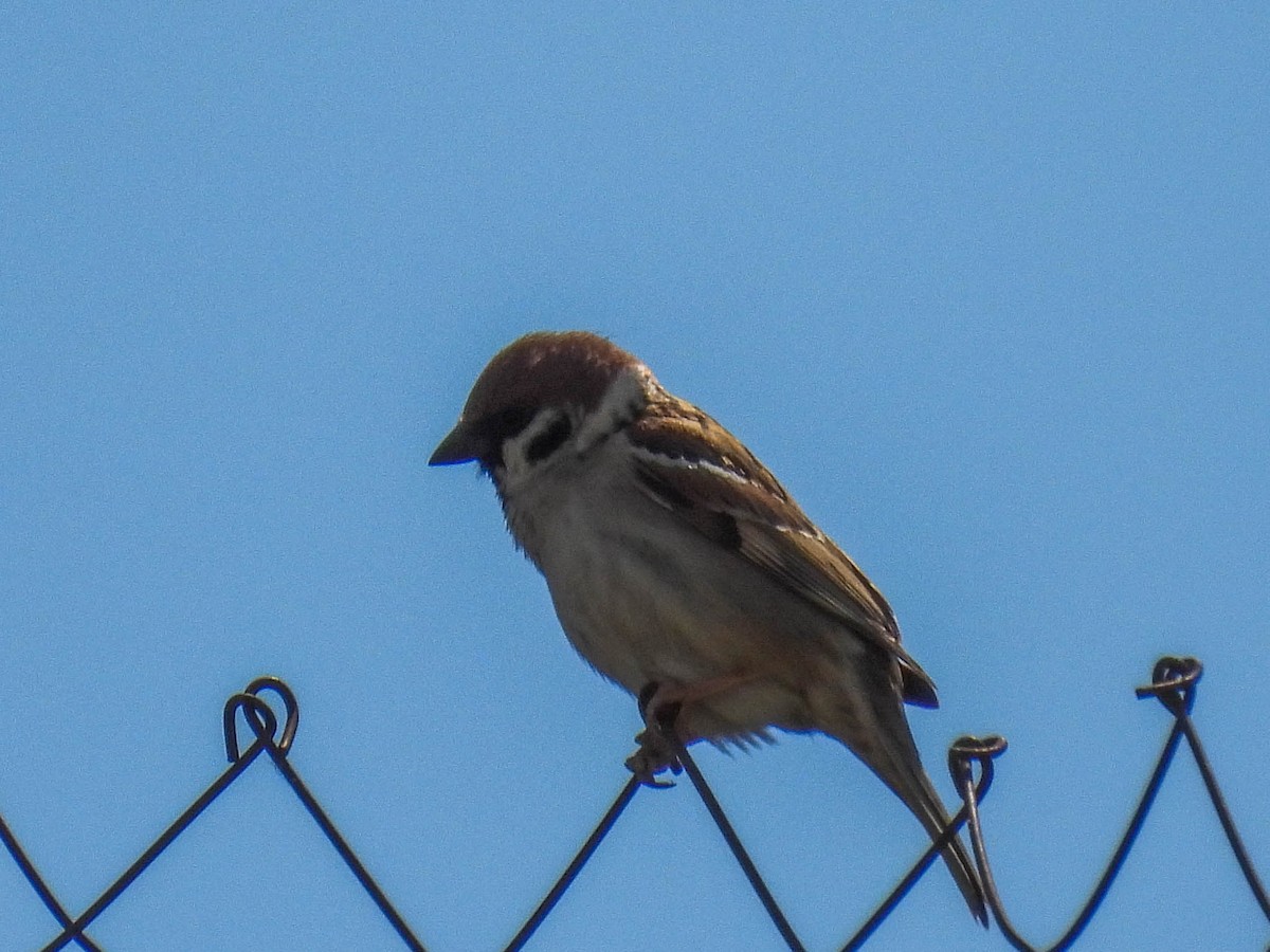 Eurasian Tree Sparrow - ML335825841