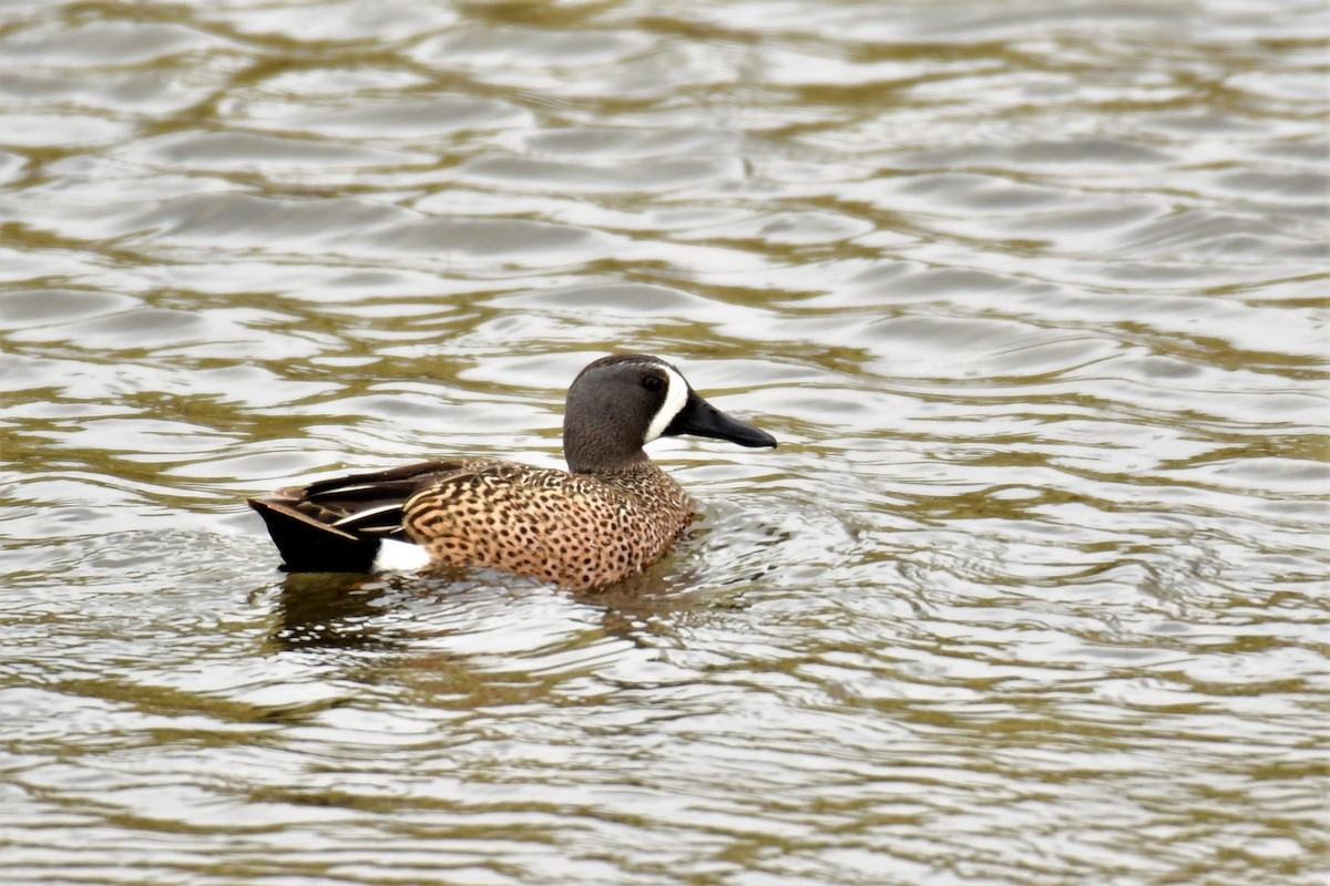 Blue-winged Teal - ML335828441