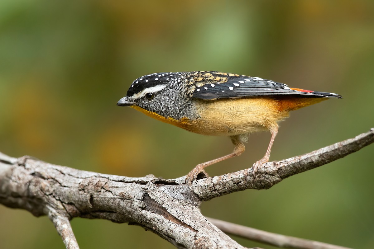 Spotted Pardalote (Spotted) - ML335829811