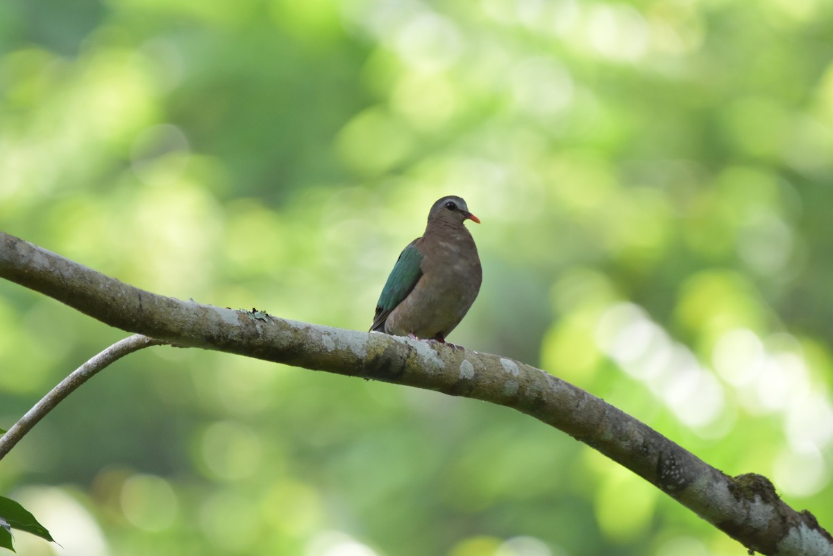 Asian Emerald Dove - Thanakrit Ithisampandh