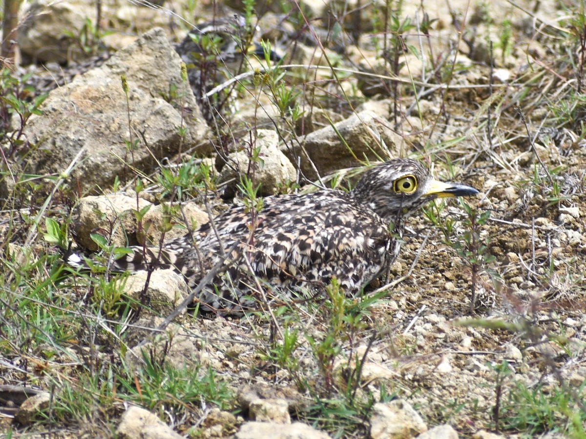 Spotted Thick-knee - stephen methu