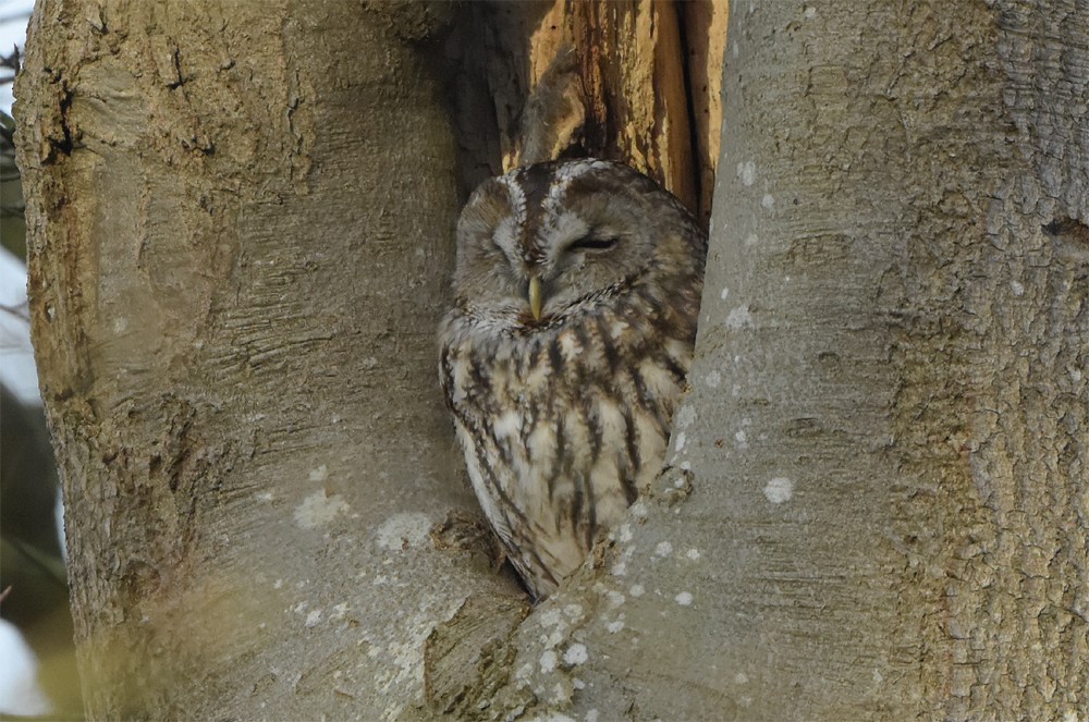 Tawny Owl - ML335832651