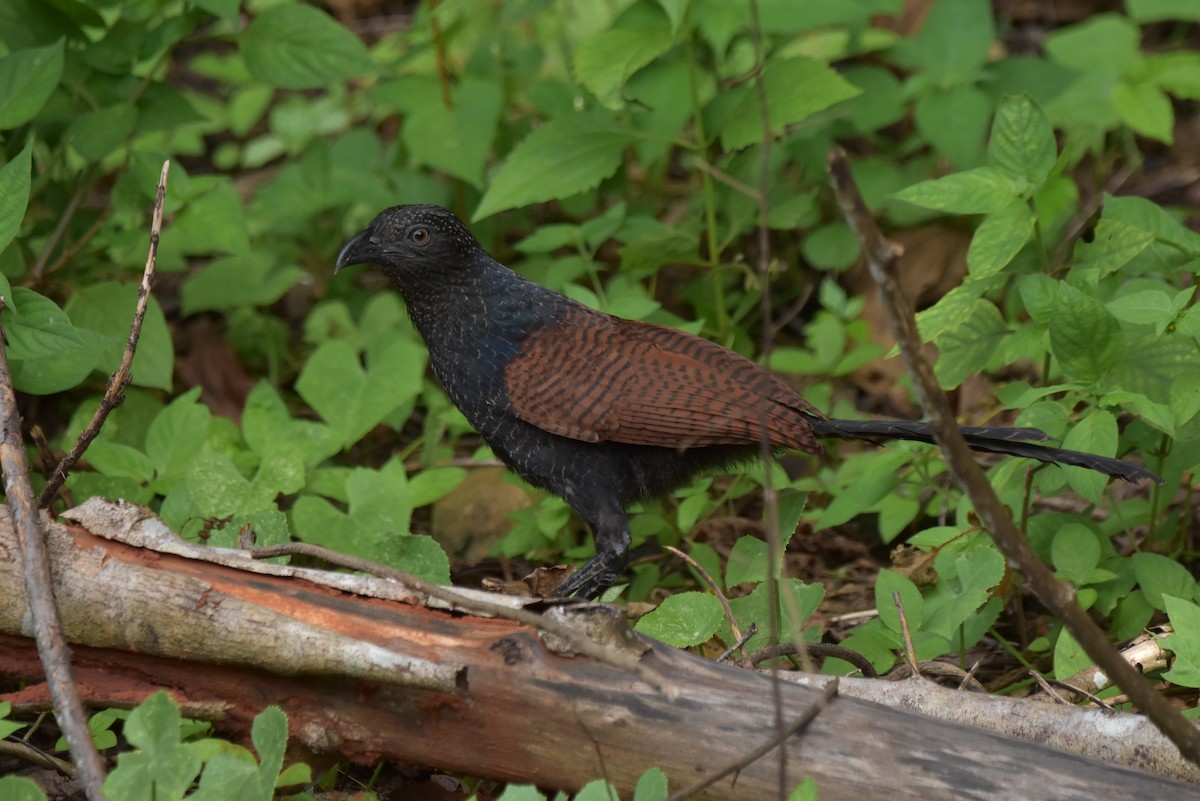 Greater Coucal - Thanakrit Ithisampandh