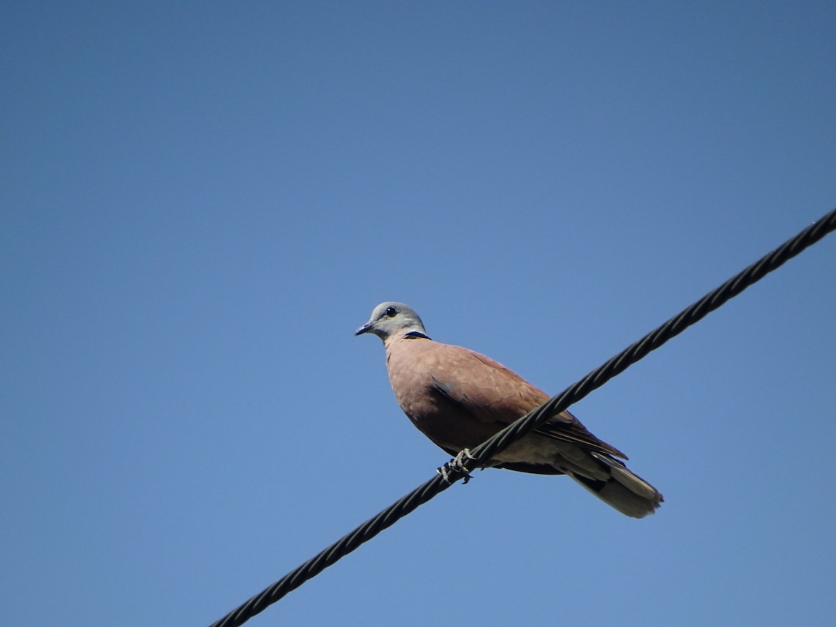 Red Collared-Dove - ML335836501