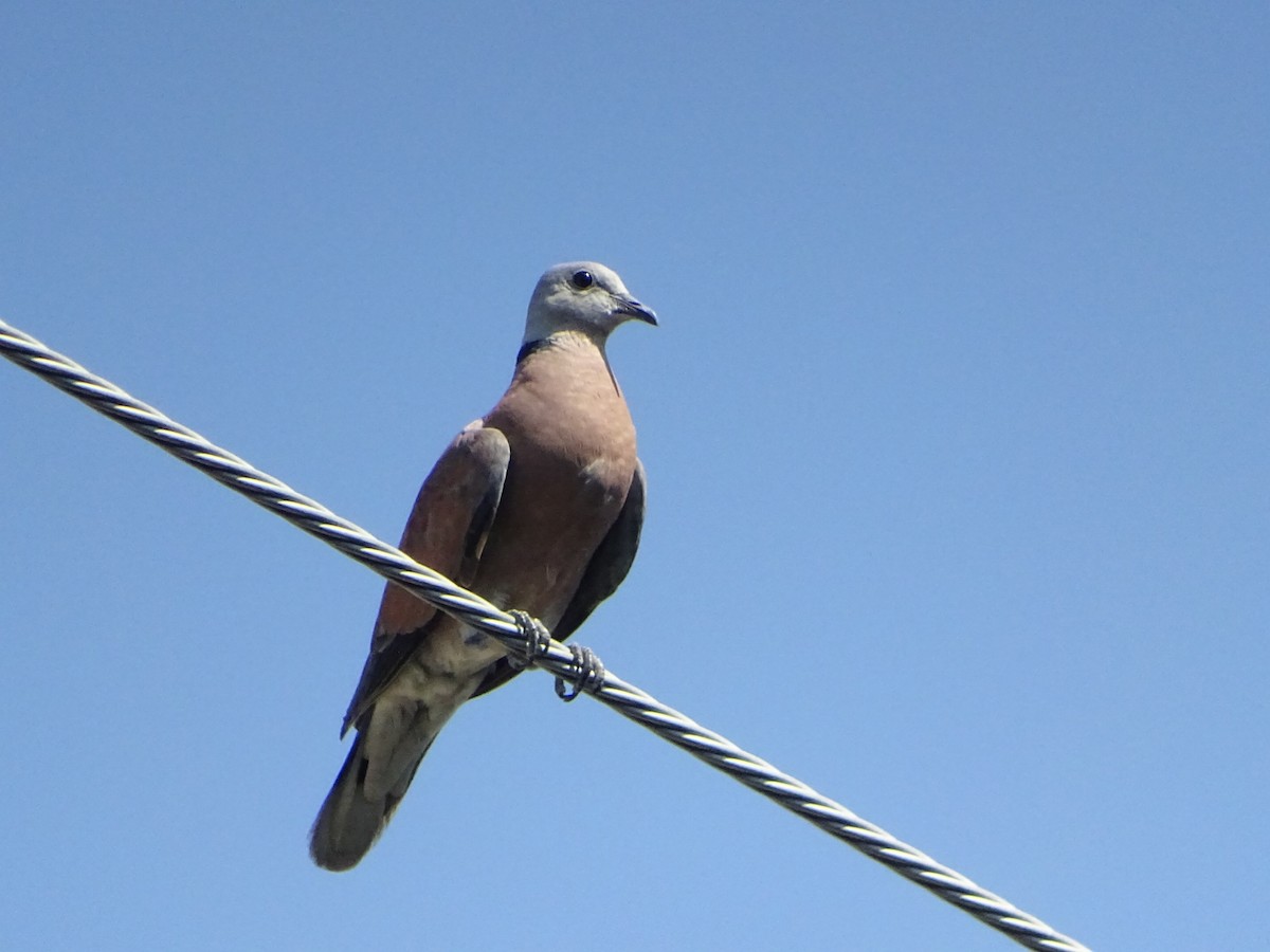 Red Collared-Dove - ML335836511