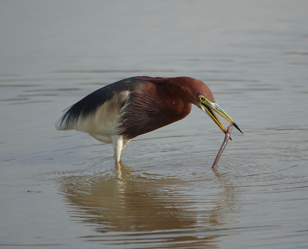 Chinese Pond-Heron - Michael Leven