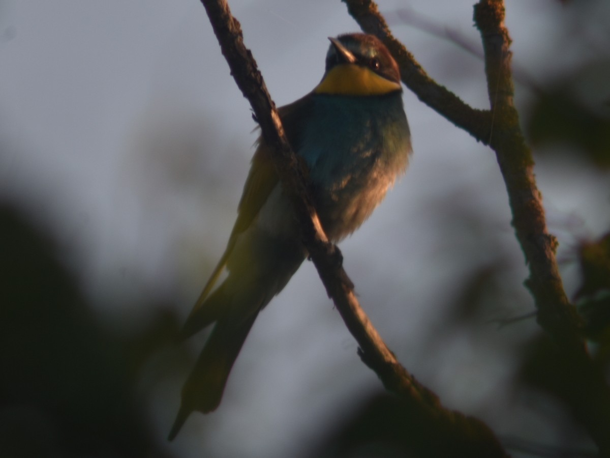 European Bee-eater - ML335838881