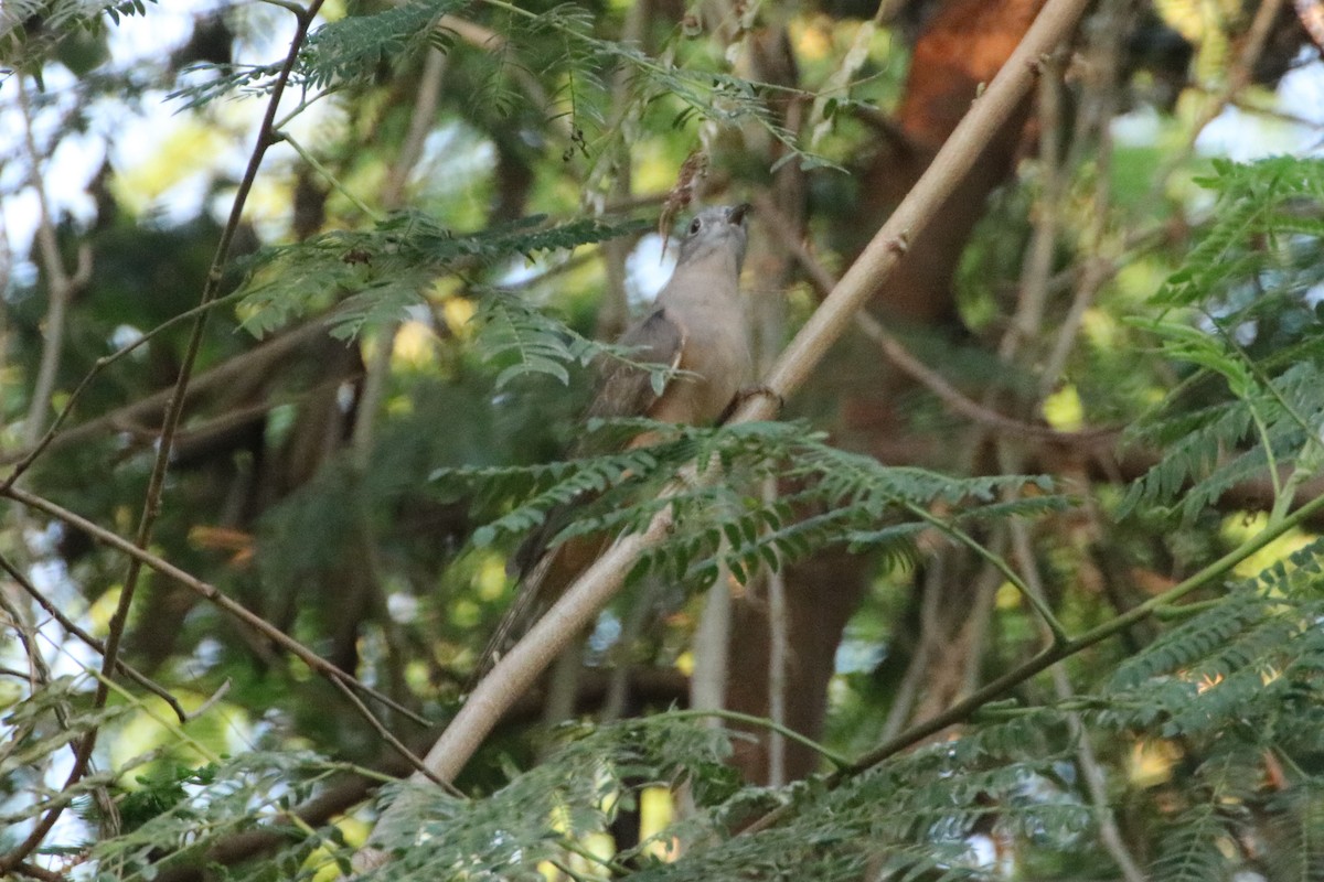 Brush Cuckoo (Australasian) - ML335841561