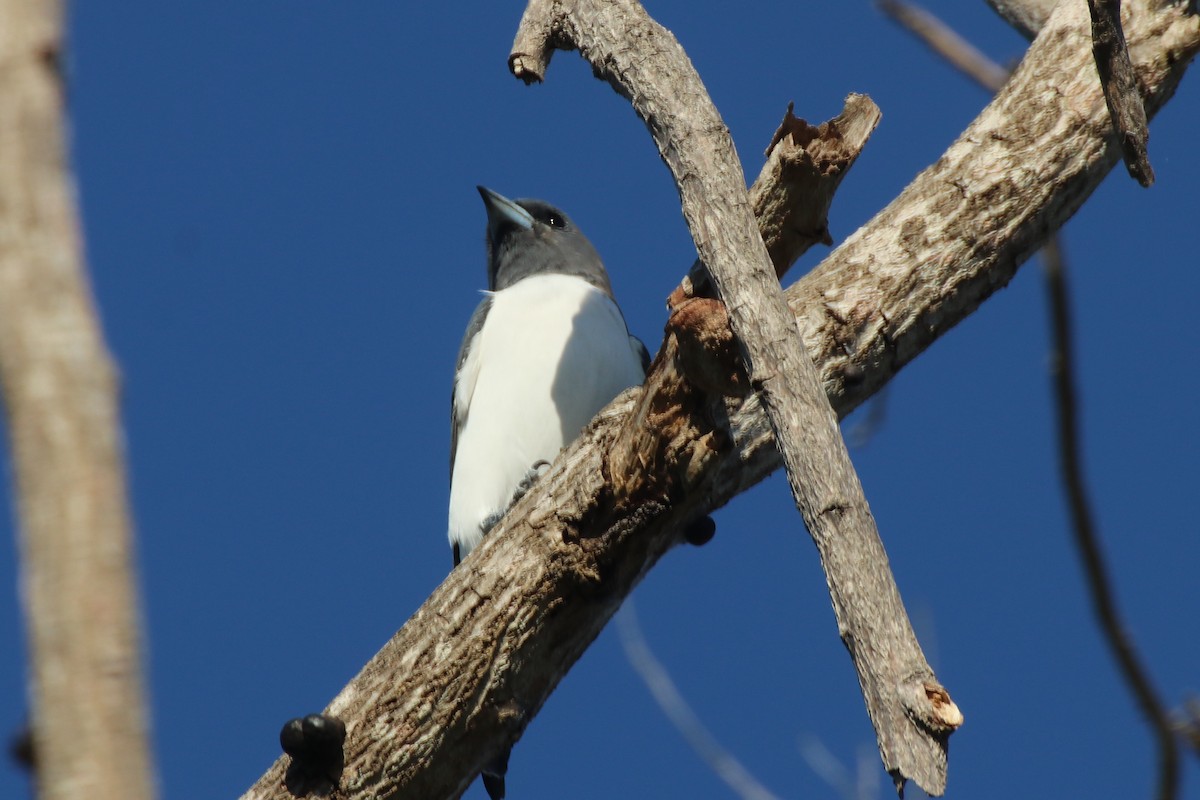 White-breasted Woodswallow - ML335841821