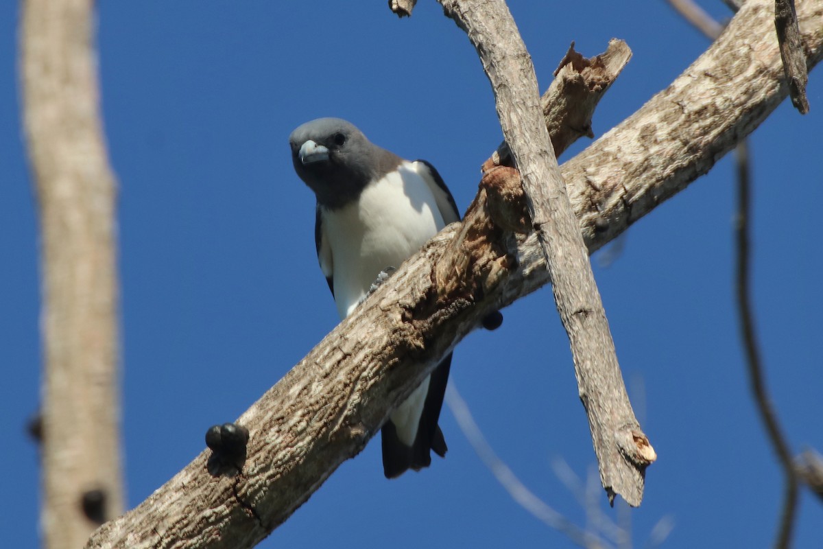 White-breasted Woodswallow - ML335841831