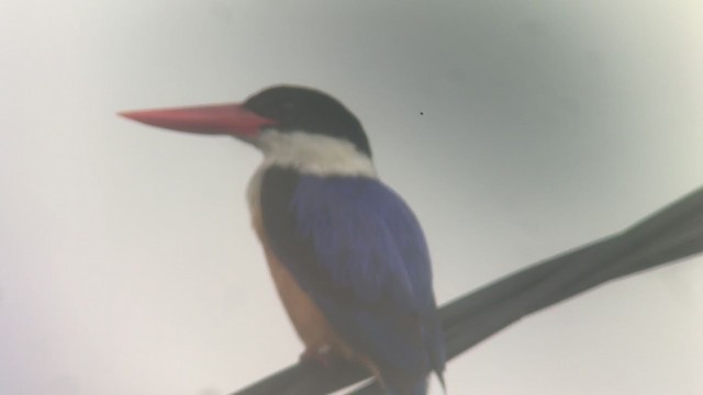 Black-capped Kingfisher - ML335842921