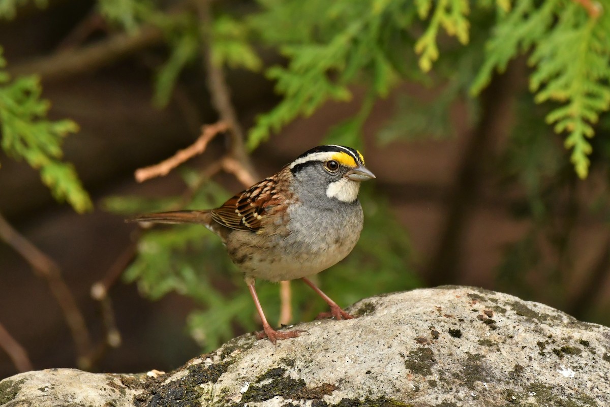 White-throated Sparrow - ML335843691