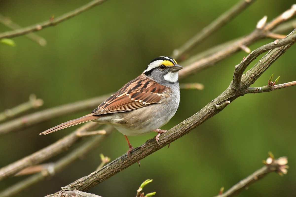 White-throated Sparrow - ML335843721