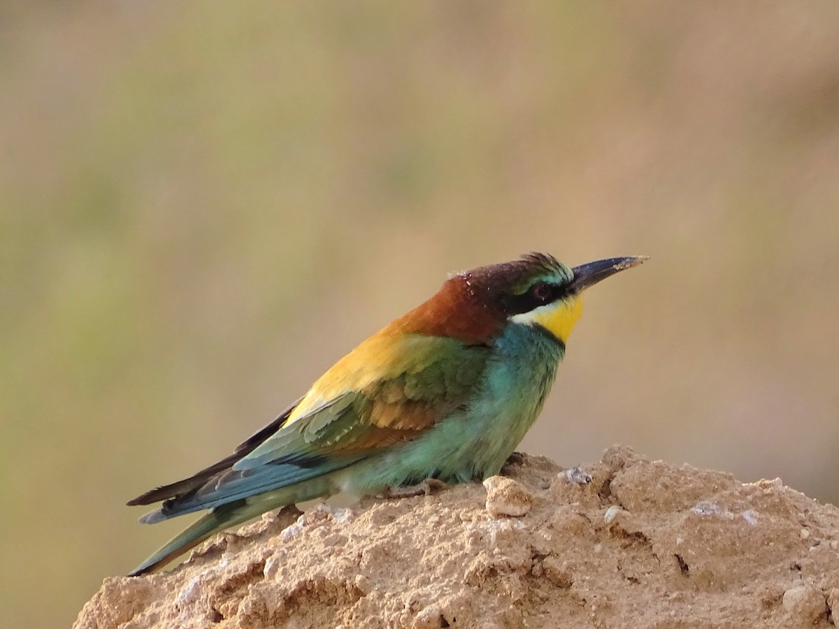 European Bee-eater - Javier Nicolau