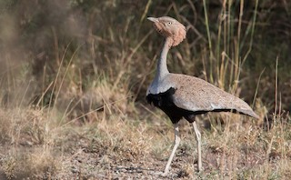  - Buff-crested Bustard