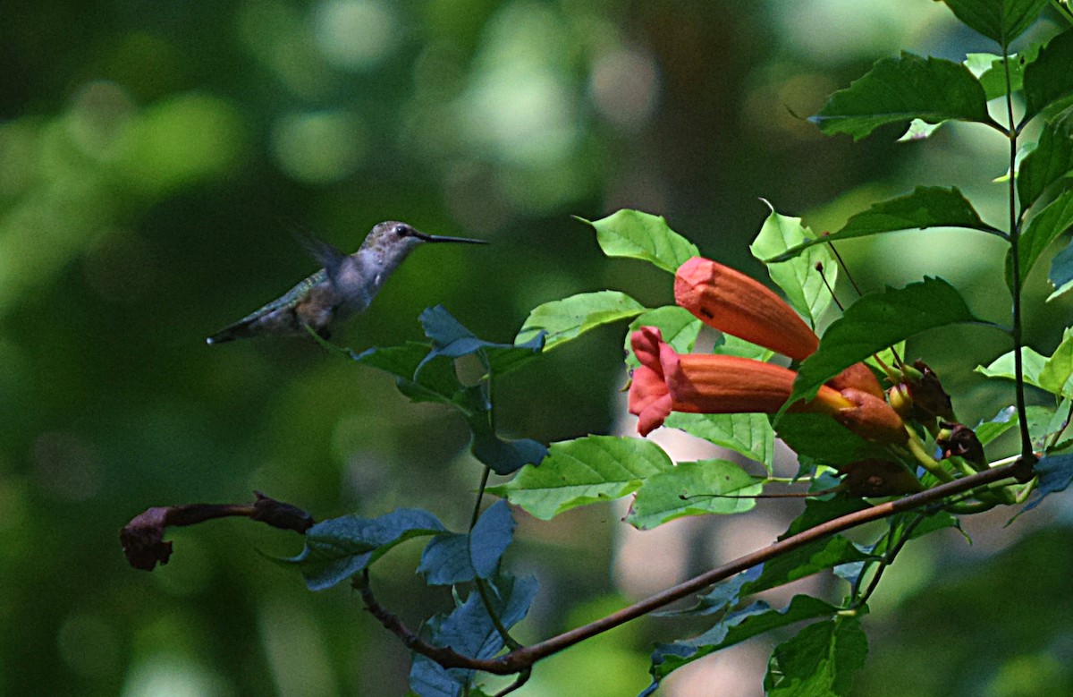 Ruby-throated Hummingbird - ML33584811