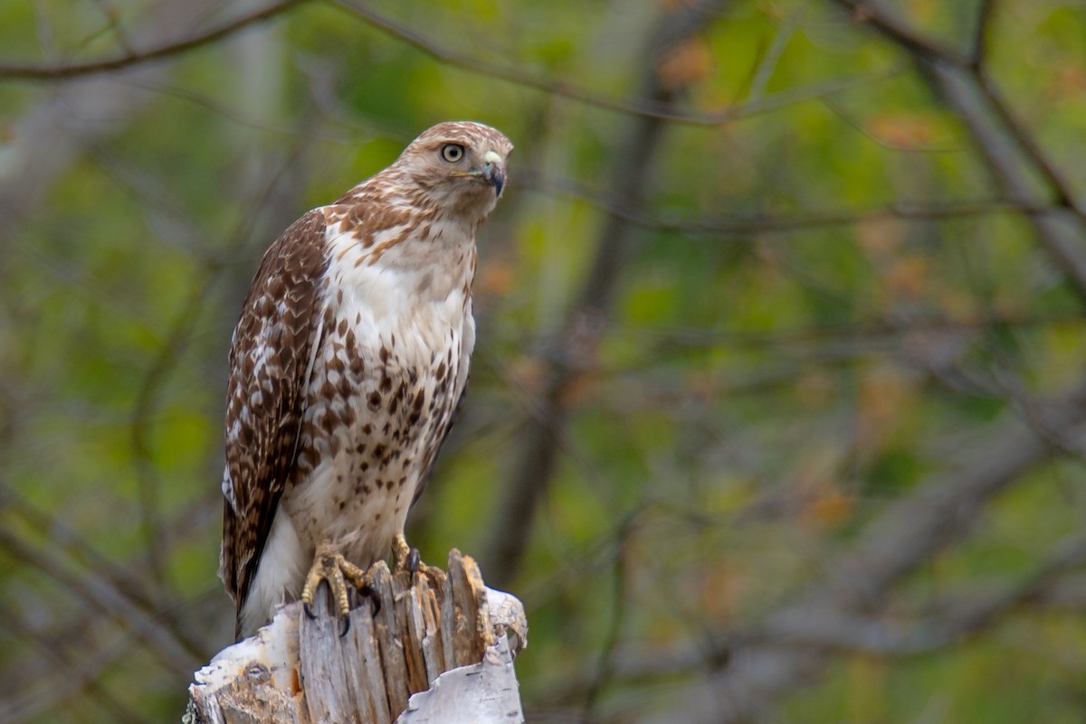 Red-tailed Hawk - Timothy Demers