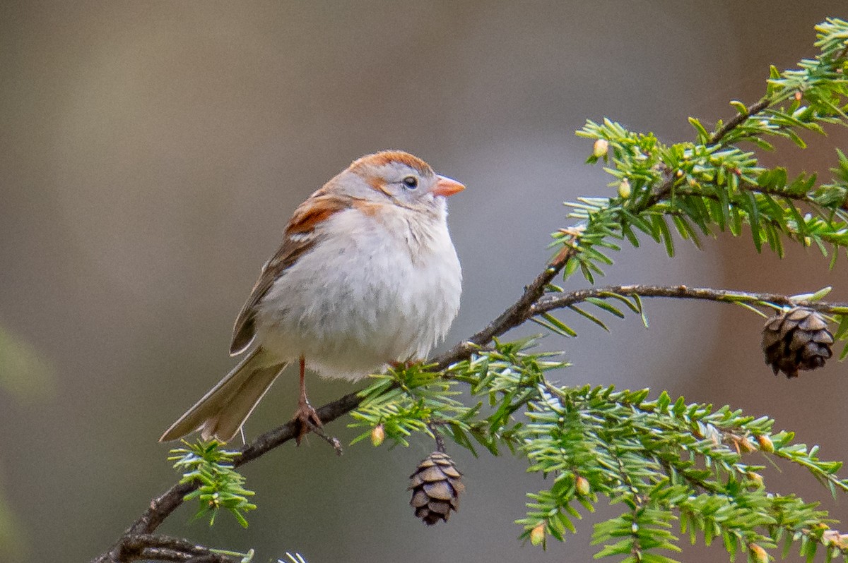 Field Sparrow - Timothy Demers