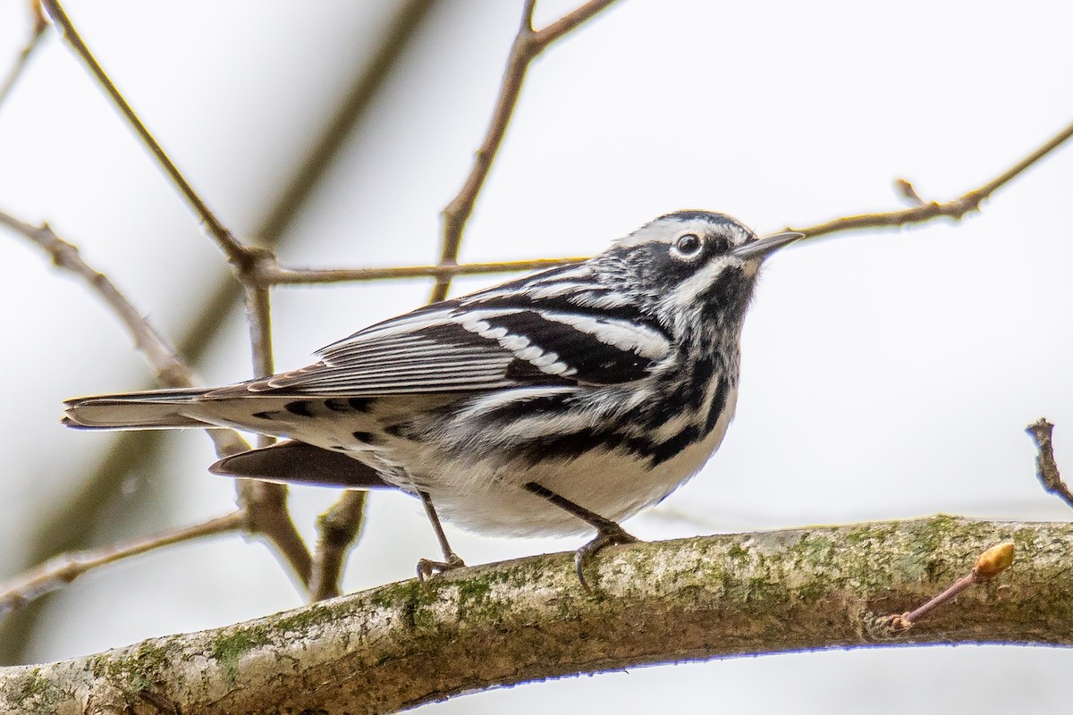 Black-and-white Warbler - Timothy Demers