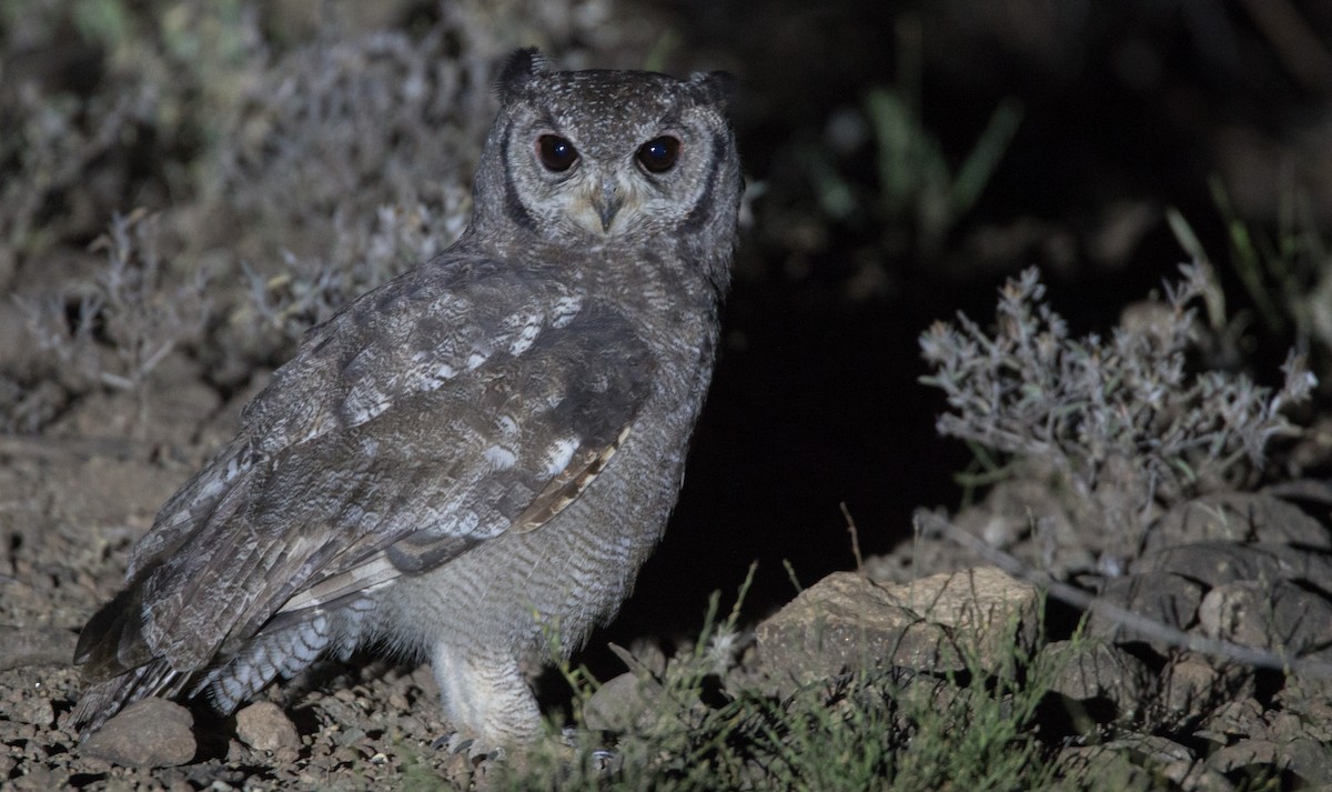 Grayish Eagle-Owl - ML33585061